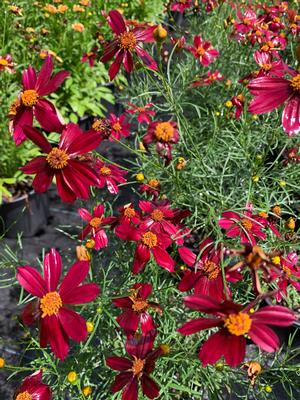 Coreopsis 'Red Satin PP25736' Tickseed from Colesville Nursery