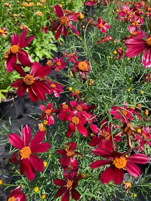 Coreopsis Red Satin PP25736