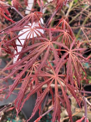 Acer palmatum Tamukeyama