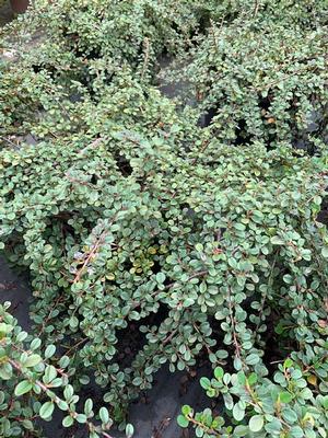 COTONEASTER PROCUMBENS QUEEN OF CARPETS