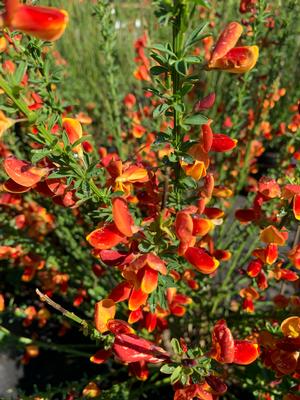 Cytisus scoparius Lena