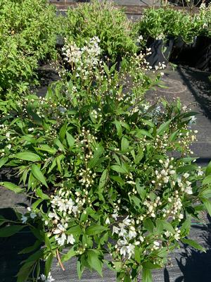 Deutzia gracilis Nikko Dwarf