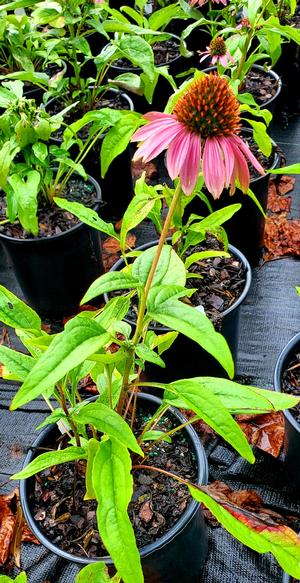 ECHINACEA POWWOW WILDBERRY