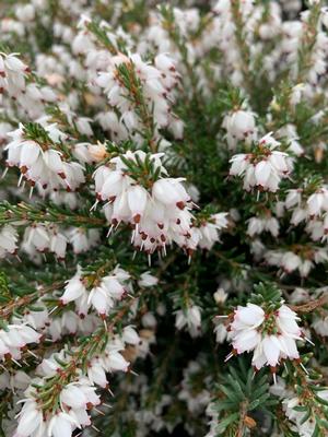 Erica x darleyensis White