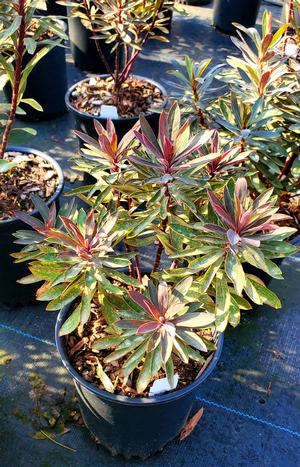 EUPHORBIA BLACKBIRD