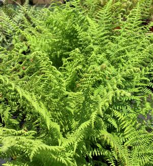 Fern-Dennstaeditia punctilobula 