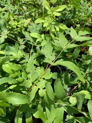 Fern-Osmunda regalis 