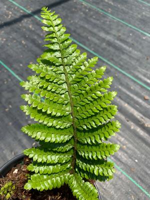 Fern-Polystichum polyblepharum 