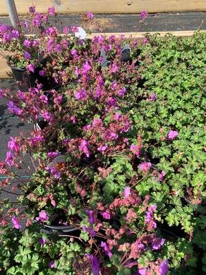 Geranium X cantabrigiense Karmina