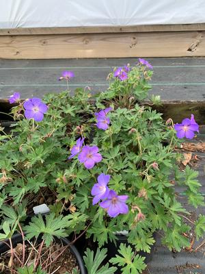 Geranium Johnson's Blue