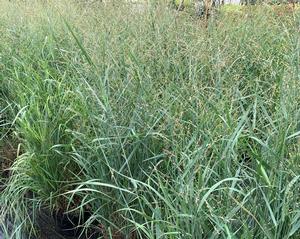 Panicum virgatum Heavy Metal