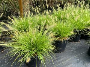 Pennisetum alopecuroides Lumen Gold™(PP27435) 