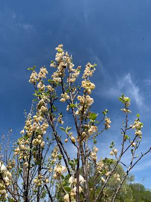 Halesia carolina (tetraptera) 