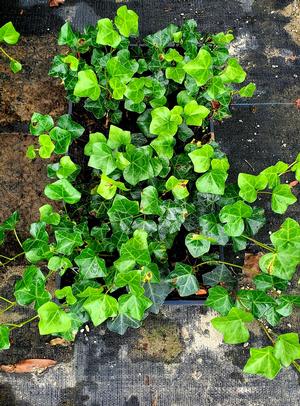 HEDERA HELIX 