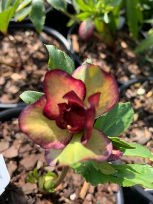 Helleborus Blushing Bridesmaid