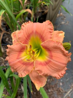 Hemerocallis Elegant Candy