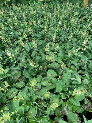 Hosta Blue Mouse Ears