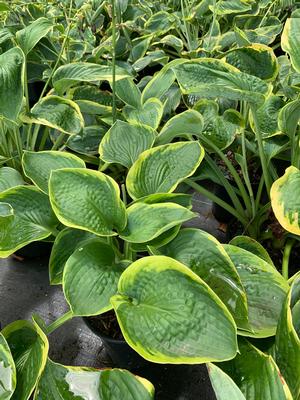 Hosta Frances Williams