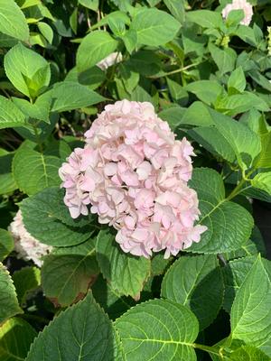 Hydrangea macrophylla Endless Summer®Blushing Bride®(PP17169 Bigleaf  Hydrangea from Colesville Nursery