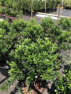 Ilex glabra Compacta