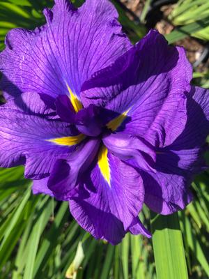 Iris ensata Crystal Halo