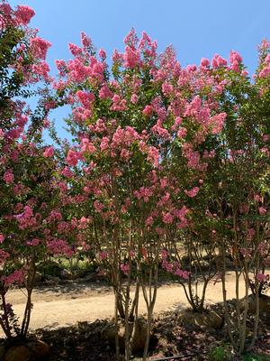 Lagerstroemia indica Biloxi