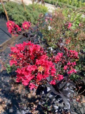 Lagerstroemia indica Midnight Magic™ (PP25925) 