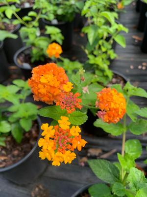 Lantana Miss Huff