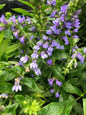 Lobelia siphilitica 