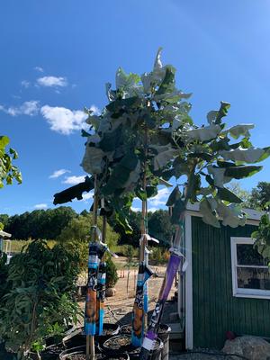 Magnolia macrophylla var. Ashei 