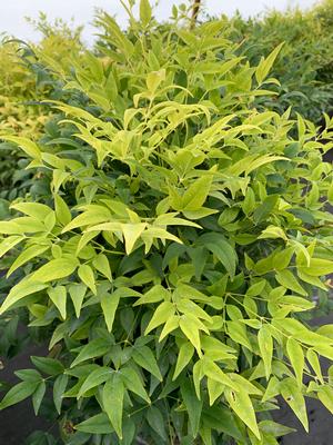 Nandina domestica Lemon Lime-PP24749 