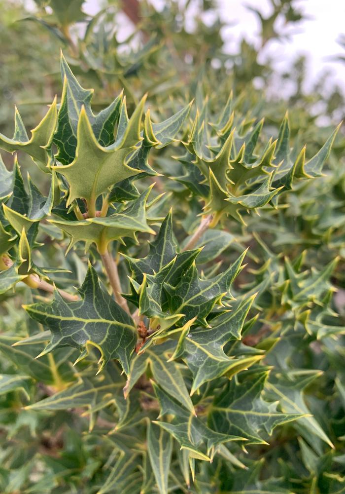 OSMANTHUS HETEROPHYLLUS SASABA
