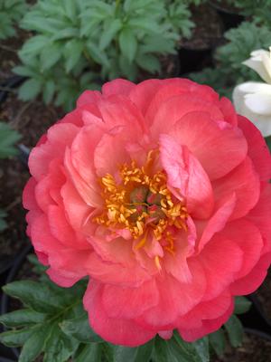 Paeonia Coral Sunset