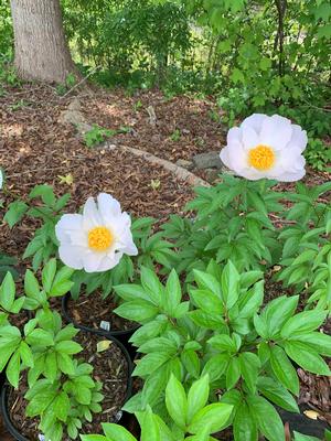 PAEONIA KRINKLED WHITE