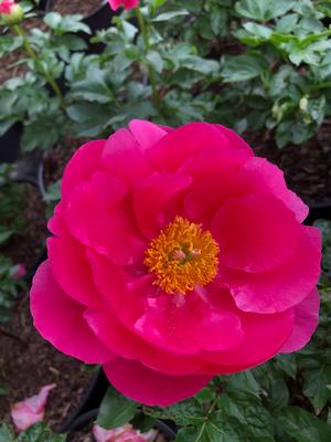 Paeonia Paula Fey