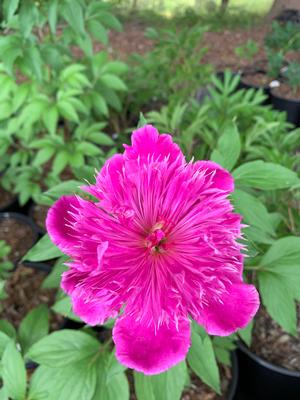 PAEONIA PURPLE SPIDER