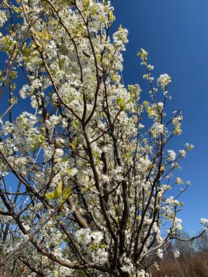 Pyrus calleryana Cleveland Select