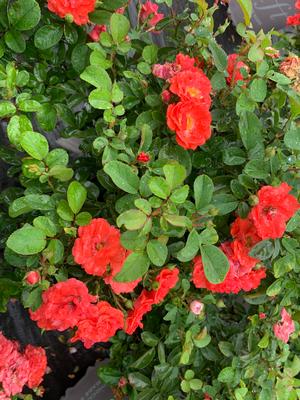 Rosa Drift® Coral (PP19148) 