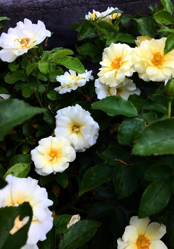 Rosa Drift® Popcorn (PP24773) 