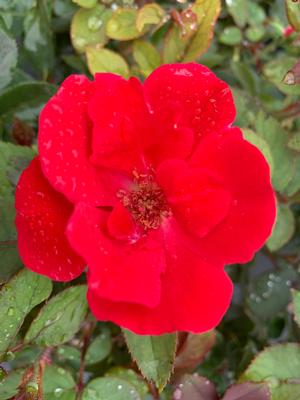 Rosa Knockout® Red (PP11836) 