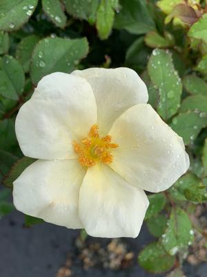 Rosa Knockout® White(PP20273) 