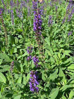 Salvia nemorosa May Night