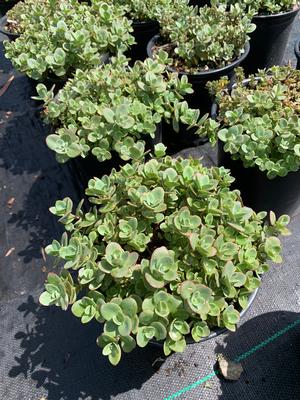 Sedum Lime Zinger (PP24632) 