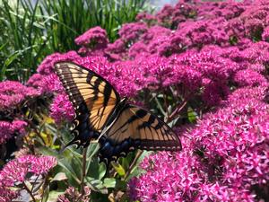 Sedum telephium Mr Good Bud