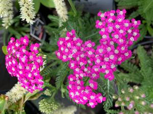 Achillea millefolium Ortel's rose