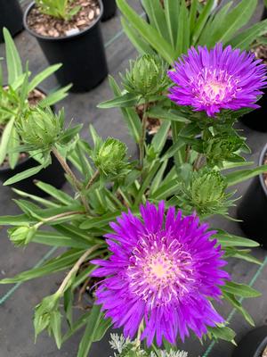 Stokesia laevis Honeysong Purple