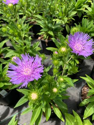 Stokesia laevis Peachies Pick