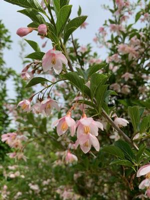 Styrax japonica Pink Chimes