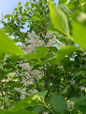 Styrax japonica Snowcone