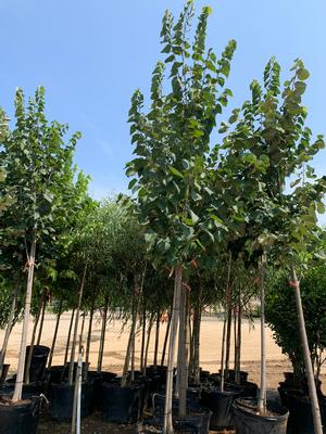 Tilia americana American Sentry®